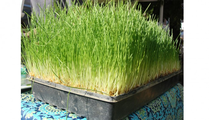 All About Wheat Grass