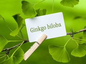 Ginkgo biloba written on a white carton on a tree branch